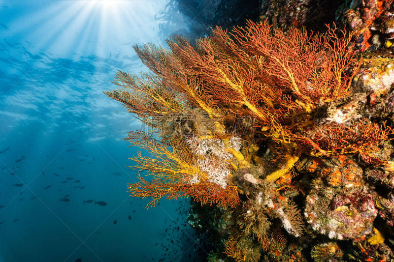 石帆珊瑚虫,背景,水下,海洋,阳光光束,深的,运动,海洋生命,热带气候,环境