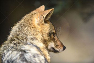 肖像,犬科的,金毛豺,特写,人工饲养动物,野生动物,印度次大陆,狩猎动物,哺乳纲,一只动物