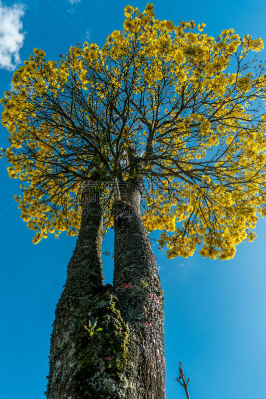 瓜亚坎,花朵,自然美,九月,十月,环境,视力,草,植物,户外