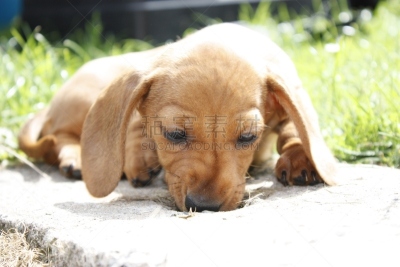 迷你腊肠犬,纯种犬,肖像,玩具,英国,狗,猫科动物,小的,动物,腊肠犬
