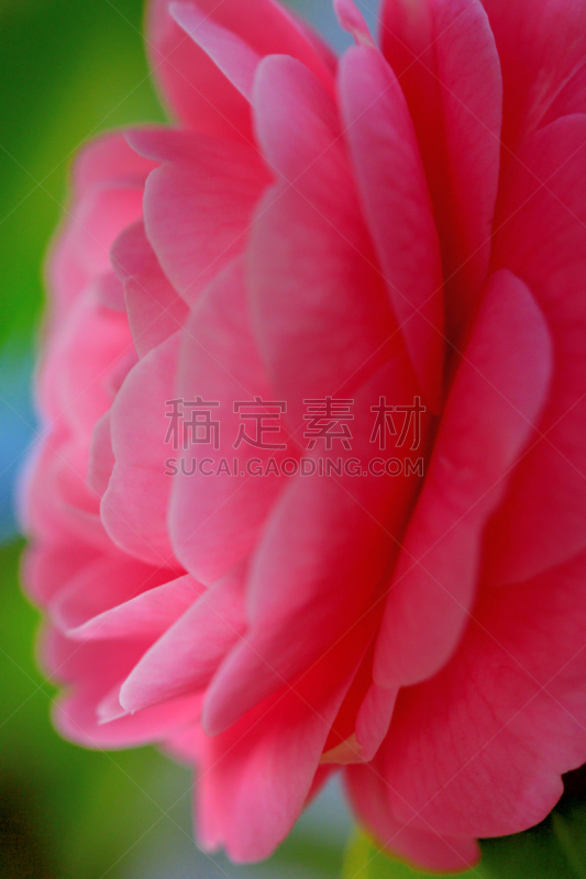 日本,茶花,仅一朵花,红色,粉色,清新,一月,二月