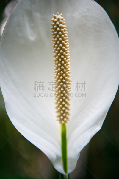 花头,植物园,春天,植物群,濒危物种,季节,马齿苋,热带气候,环境保护,花