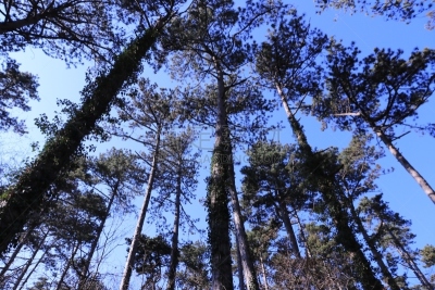 松树