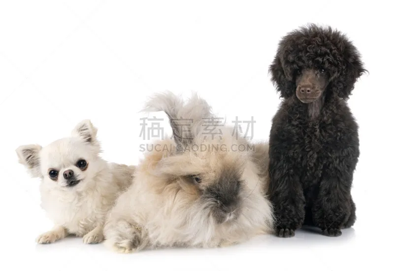 玩具贵宾犬 兔子 小狗 宠物 纯种犬 背景分离 法国 玩具 图像图片素材下载 稿定素材 玩具贵宾犬 兔子 小狗 宠物 纯种犬 背景分离 法国 玩具 图像图片素材下载 稿定素材