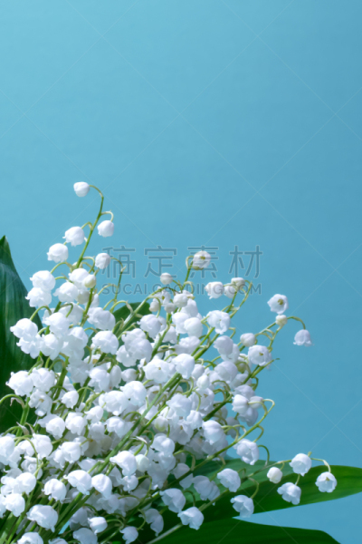 蓝色背景,花束,铃兰
