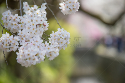 哲学之道,春天,京都市,花见节,京都府,和服,单车道,樱桃树,小路,小心轻放