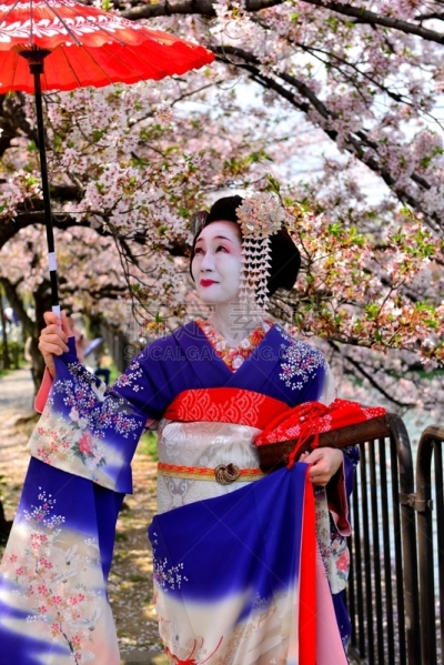 Japanese Woman in Maiko’s Costume and Hairstyle Enjoying Cherry Blossom in Kyoto