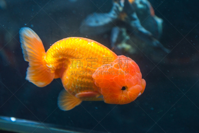 金鱼,橙色,小的,兰寿金鱼,背鳍,玻璃鱼缸,宠物商店,热带淡水鱼,鱼缸,古怪的
