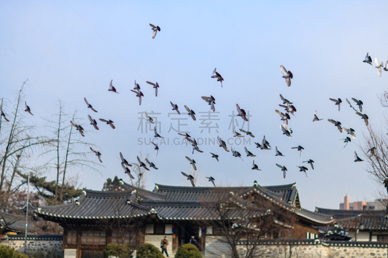 瓦,乡村,韩屋,传统,建筑外部,图像,瓷砖,著名景点,无人,韩国