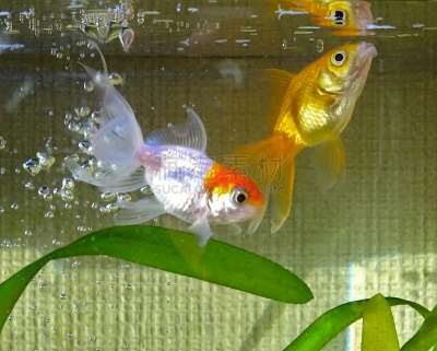 Goldfish