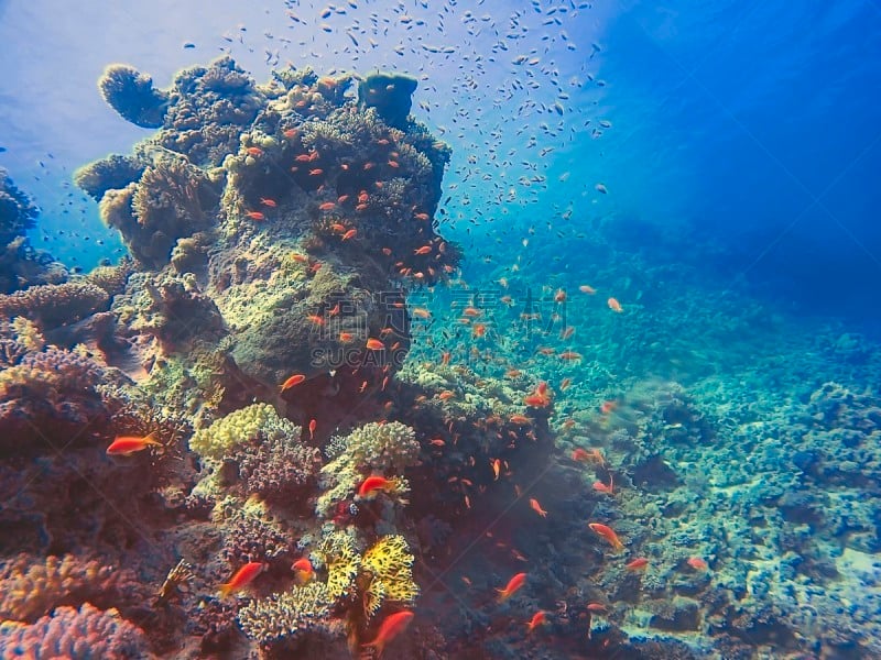 红海,安提亚鱼 ,lyretail anthias,金色,深的,运动,海洋生命,多样,野生动物,环境