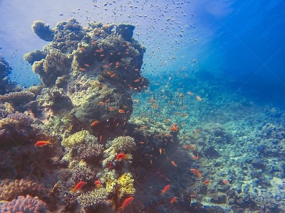 红海,安提亚鱼 ,lyretail anthias,金色,深的,运动,海洋生命,多样,野生动物,环境