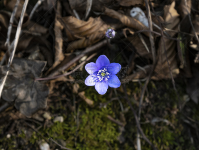 Blue flower, Erba trinità, Hepatica nobilis