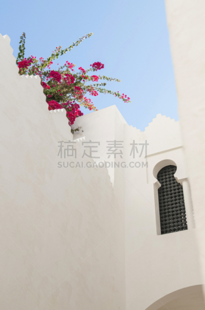 墙,红色,白色,计划书,摩洛哥,花,背景,夏天,晴朗,花