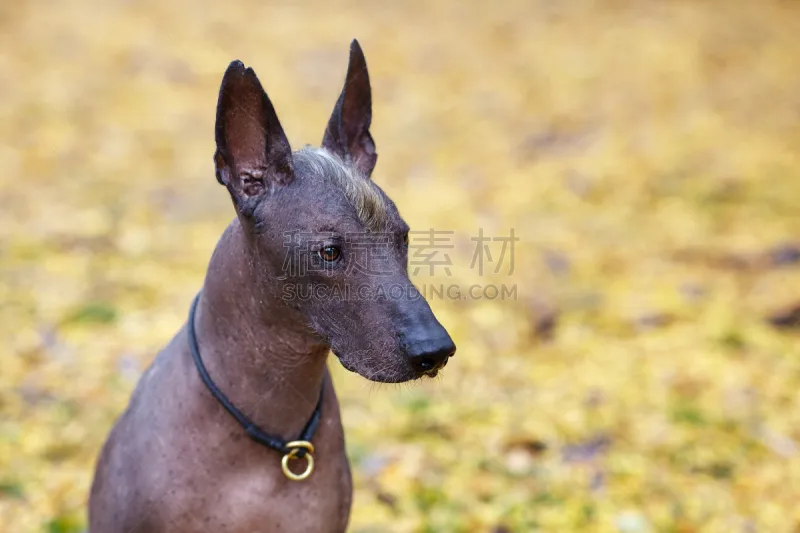 纯种犬 狗 秋天 墨西哥无毛犬 公园 阿兹特克文明 热带气候 肖像 饲养员 莫西干头图片素材下载 稿定素材 纯种犬 狗 秋天 墨西哥无毛犬 公园 阿兹特克文明 热带气候 肖像 饲养员 莫西干头图片素材下载 稿定素材