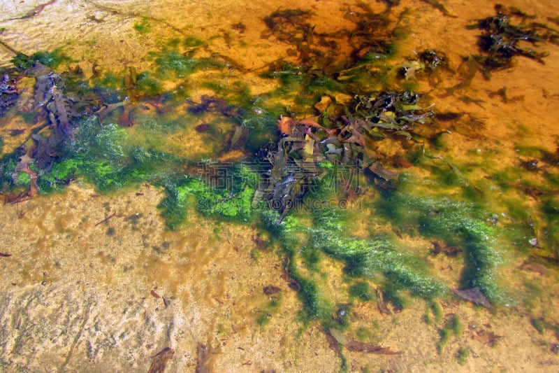 藻类,生物学,赤潮,海洋生命,环境,池塘,海岸线,植物,岩石,澳大利亚