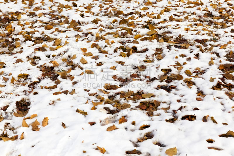 雪,黄色,叶子,噪声,湿,风,一月,环境,霜,二月