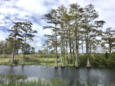 河流,路易斯安那州,塞浦路斯沼泽,希尔顿赫德,枝繁叶茂,草,池塘,鸟类,植物,水灾