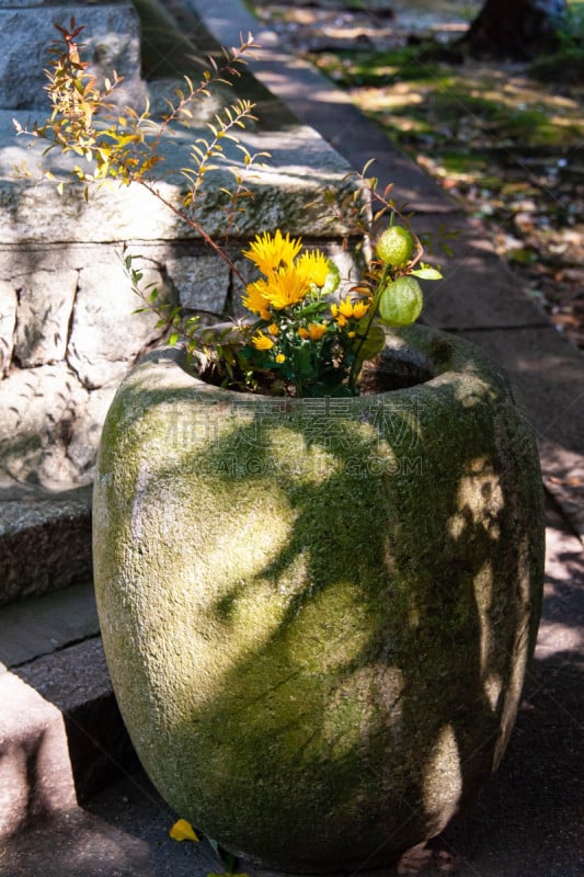 盆栽植物,巨大的,植物群,石头,垂直画幅,风景,环境,图像,天气,宏伟