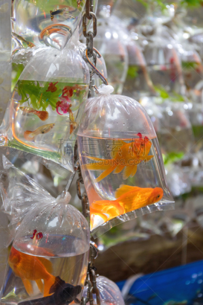 金鱼,宠物,亚洲,鱼缸,水族馆,黄金,人工饲养动物,垂直画幅,塑胶,图像