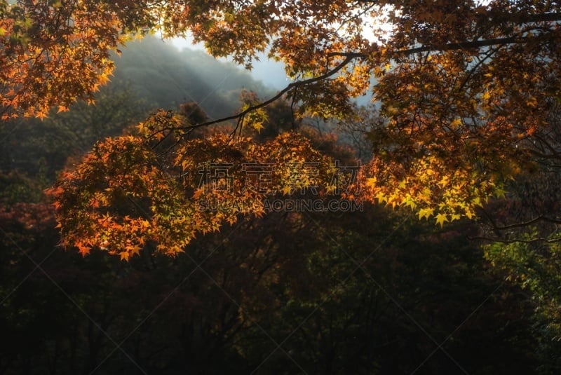 背景,黄色,红色,叶子,十月,环境,著名景点,韩国,朝鲜半岛