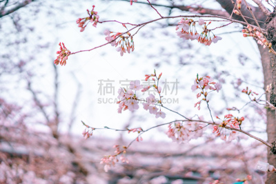 浪漫,春天,中国,粉色,上海,樱之花,自然美,巴士,草坪,清新