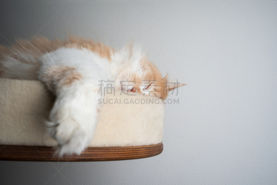 猫,睡觉