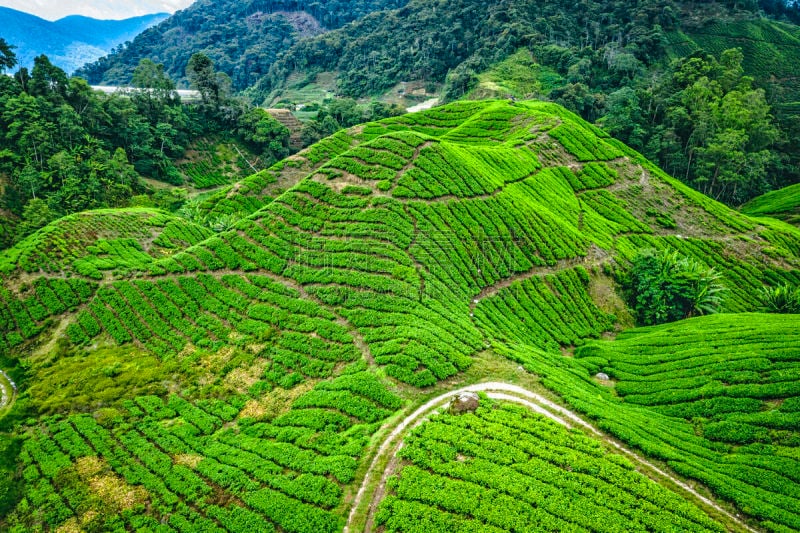 茶树,农业,热带气候,无人机,农场,植物,户外,马来西亚,茶树油,自然