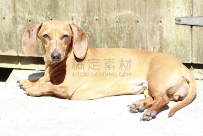 迷你腊肠犬,纯种犬,肖像,玩具,英国,狗,猫科动物,小的,动物,腊肠犬