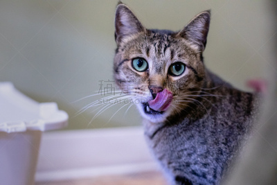 小猫,猫,可爱的