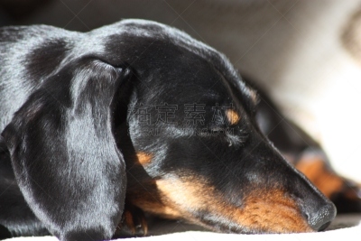 迷你腊肠犬,纯种犬,肖像,玩具,英国,狗,猫科动物,小的,动物,腊肠犬