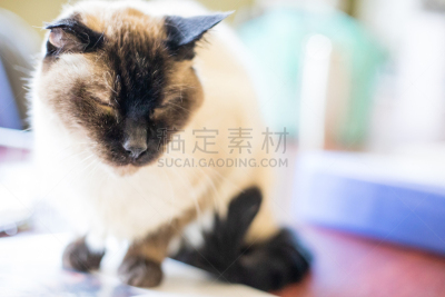 小猫,猫,可爱的