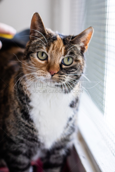 小猫,猫,可爱的