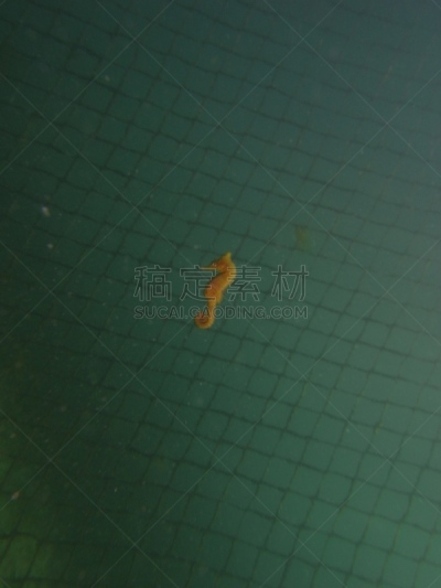 绿色,水生动植物,白色,海马,黄色,水,鲨鱼,广角拍摄