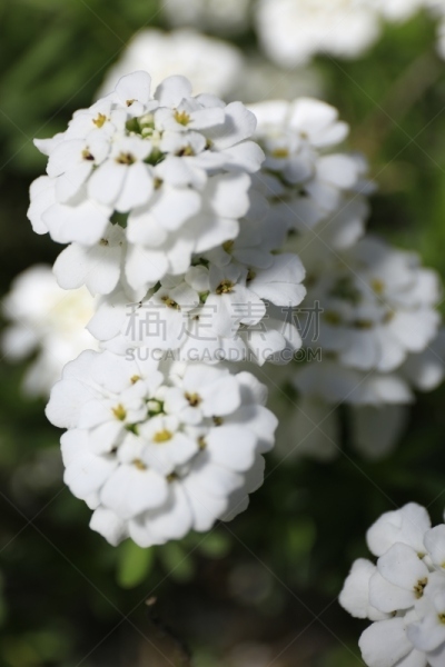 白烛葵,自然,清新,鲜花盛开,垂直画幅,图像,常绿白烛葵,花朵,自然美,花瓣