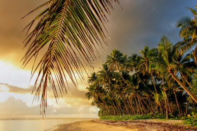 taveuni,斐济,多色的,黎明,海滩,乡村,太平洋岛屿,热带气候,橙色,椰子