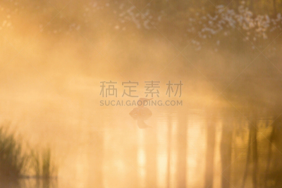 红喉潜鸟,雾,早晨,瑞典,野生动物,黄昏,一只动物,池塘,自然美,鸟类