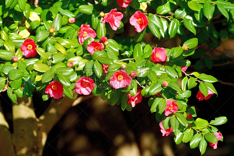 日本 茶花 仅一朵花 红色 粉色 清新 一月 二月图片素材下载 稿定素材