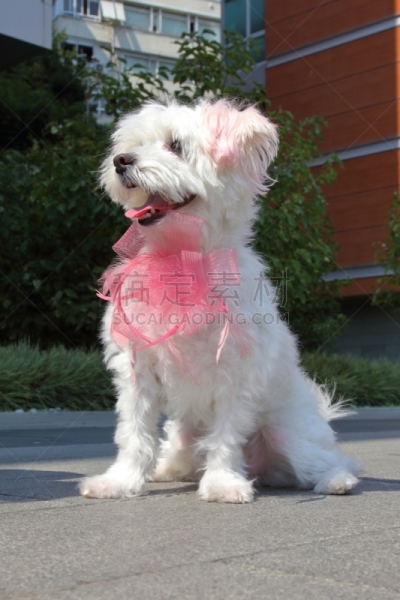 华丽的,街道,狗,衣服,粉红色,纯种犬,土耳其,散步,坐