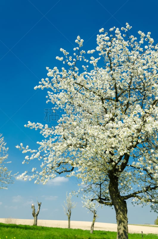 白色,樱桃树,春天,花朵,天空,蓝色,前面