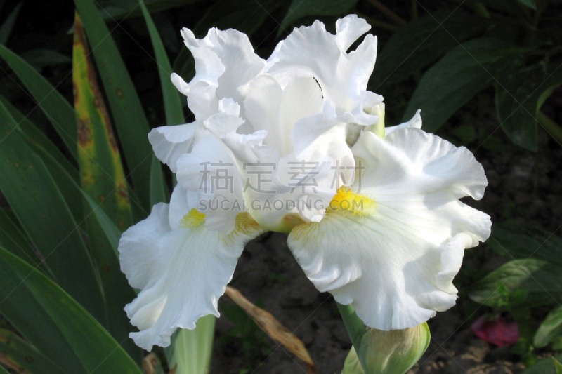 领事馆,奖杯,水平画幅,无人,夏天,户外,白色,鸢尾,植物,地面