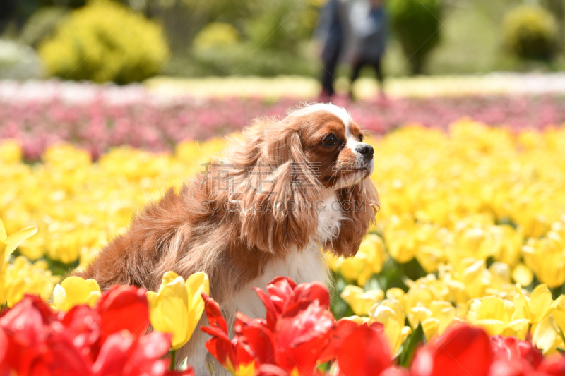 查理王小猎犬,园林,可爱的,纯种犬,肖像,郁金香,公园,花,坐