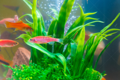 Little red fish with green plant in fish tank or aquarium underwater life.