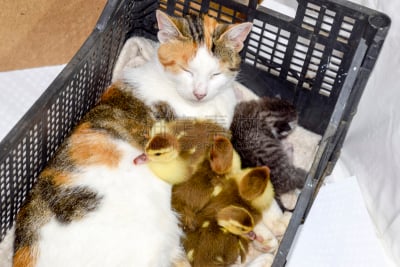 野生猫科动物,小鸭子,母亲,欢迎标志,欧弗,盒子,维格利球场,哺乳纲,猫,热