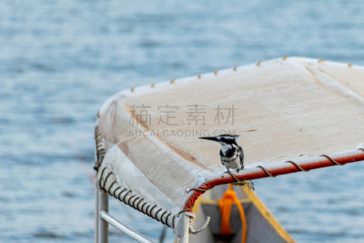 乌干达,杂色翠鸟,维多利亚湖,船,屋顶,停泊的,动物主题,清新,环境,野生动物