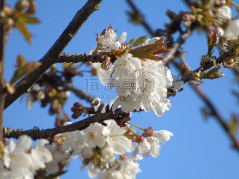 春天,格林威治村,花