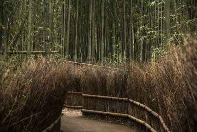 岚山,京都府,竹林,名声,嵯峨野,花园路,风水,竹,宽的,美