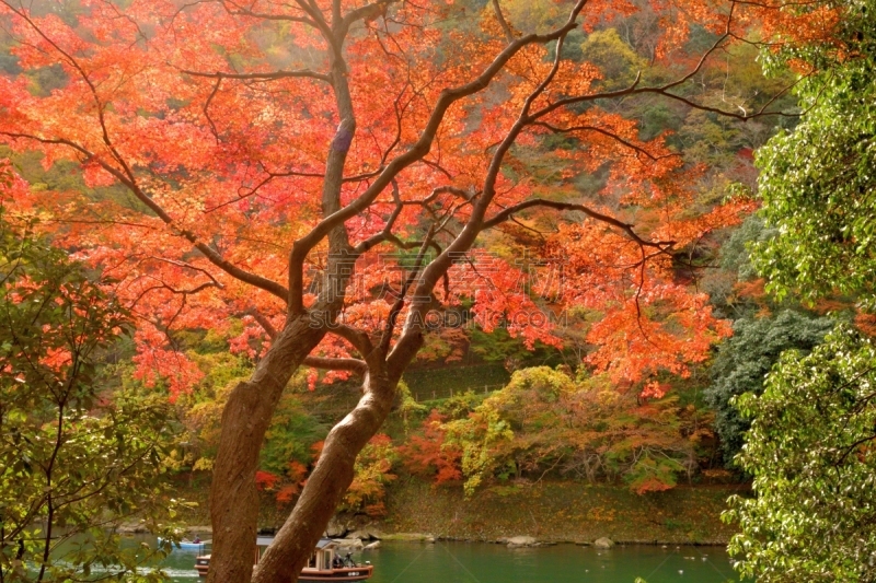 京都府,岚山,日本,居住区,秋叶色,橙色,观光船,大井河,著名景点,自然美