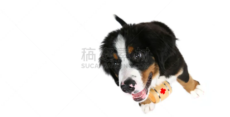 狗 机敏 可爱的 桶 人生大事 含酒精饮料 动物主题 纯种犬 背景分离 肖像图片素材下载 稿定素材 狗 机敏 可爱的 桶 人生大事 含酒精饮料 动物主题 纯种犬 背景分离 肖像图片素材下载 稿定素材