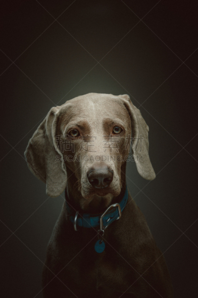 狗,德国魏犬